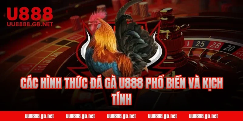 Các hình thức đá gà U888 phổ biến và kịch tính