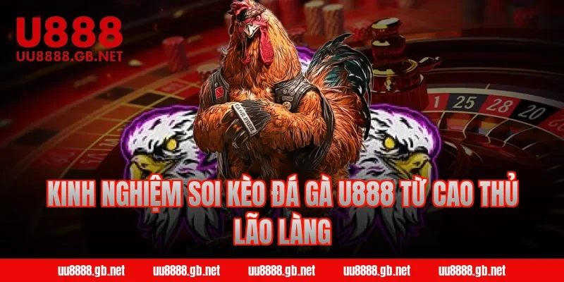 Kinh nghiệm soi kèo đá gà U888 từ cao thủ lão làng