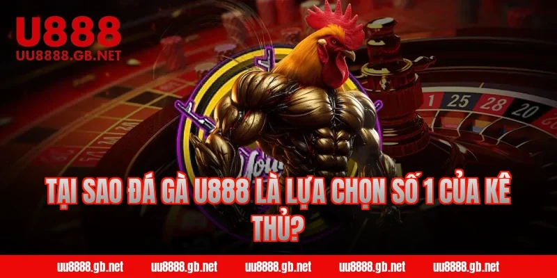 Tại sao đá gà U888 là lựa chọn số 1 của kê thủ?